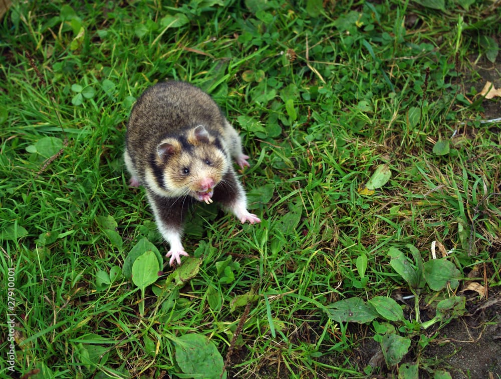 Ciscaucasian-Hamster