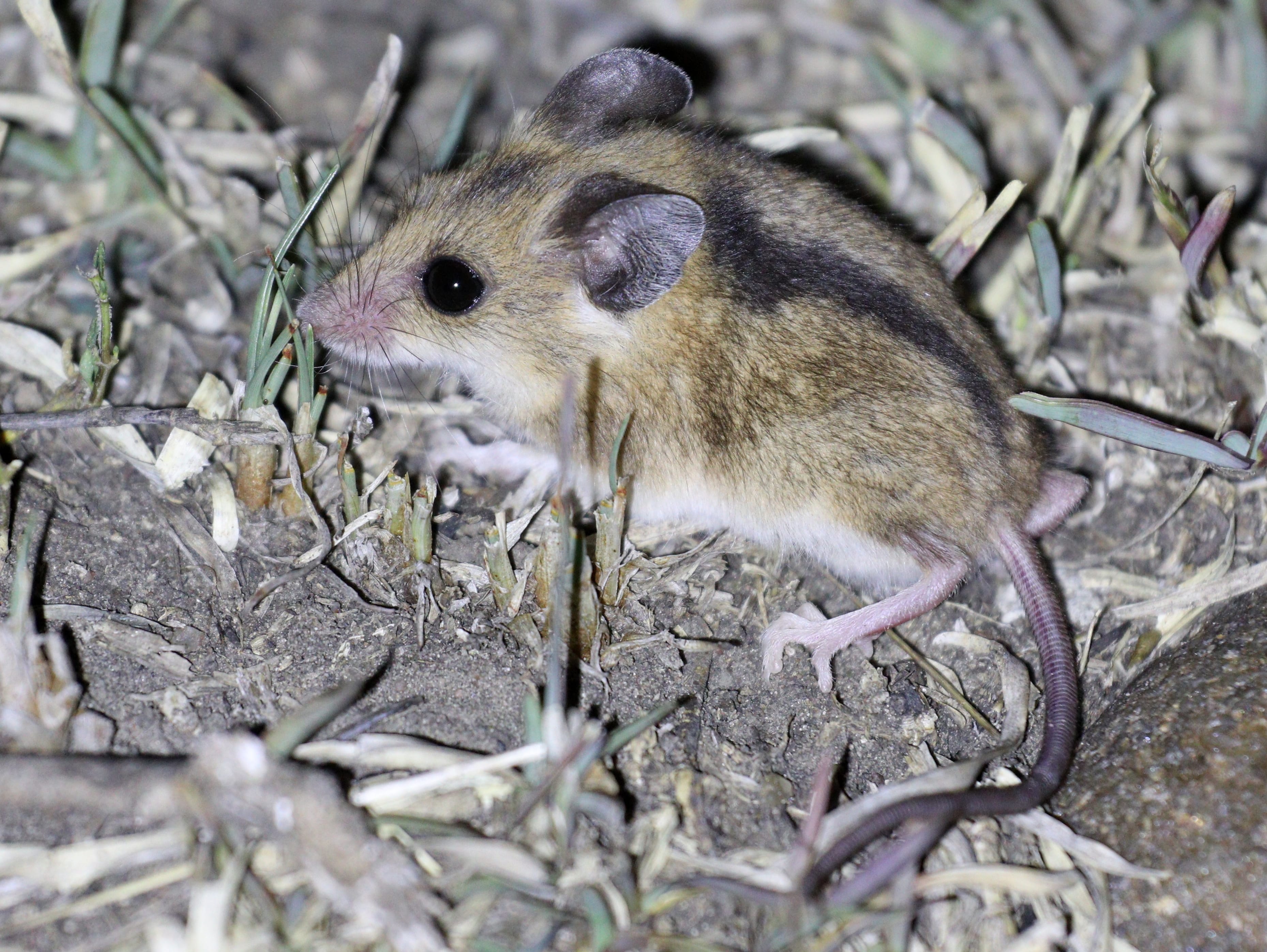 Climbing-Mouse