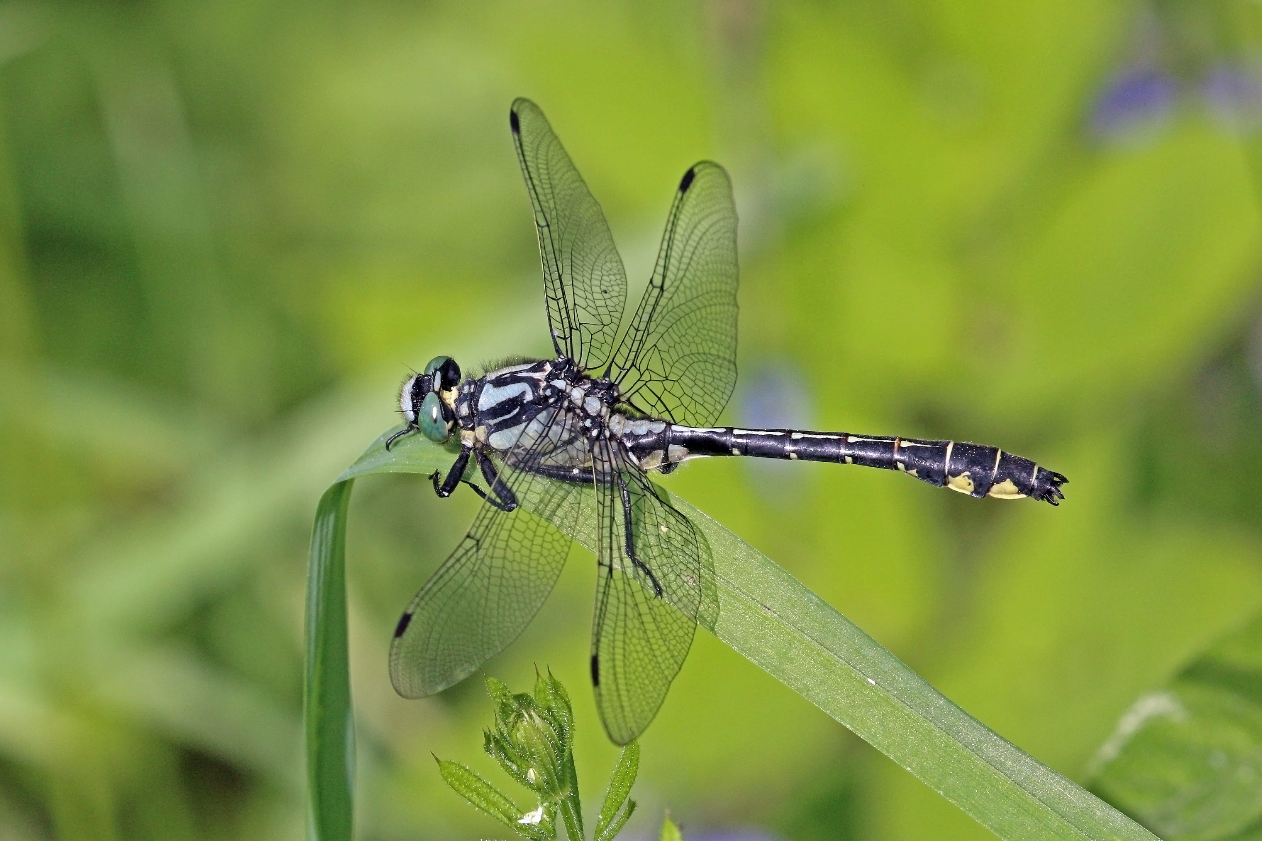 Clubtail-Dragonfly