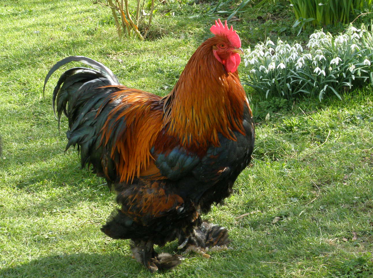 Cochin-Bantam