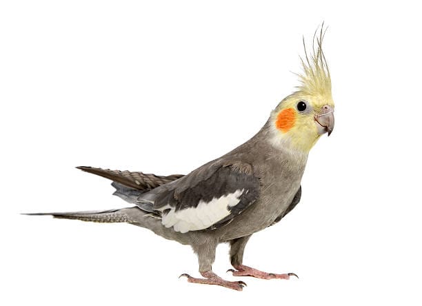 Cockatiel