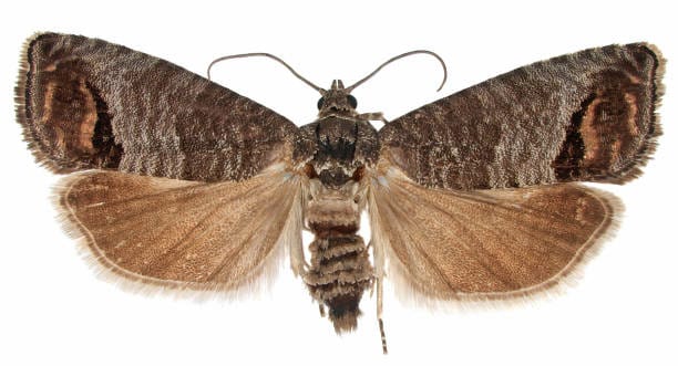 Codling-Moth