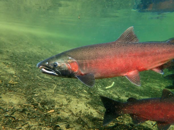 Coho-Salmon