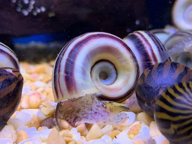 Colombian-Ramshorn-Apple-Snail
