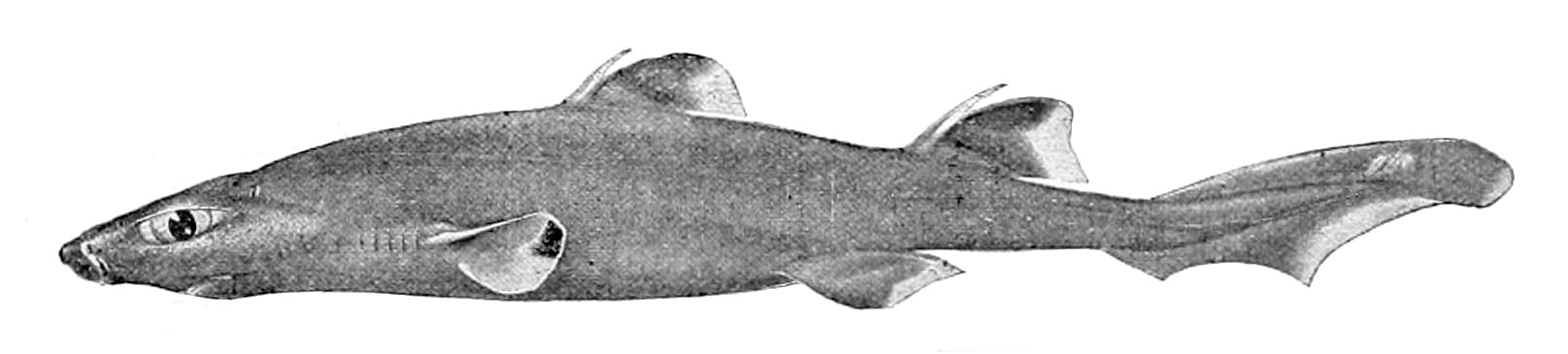 Combtooth-Dogfish
