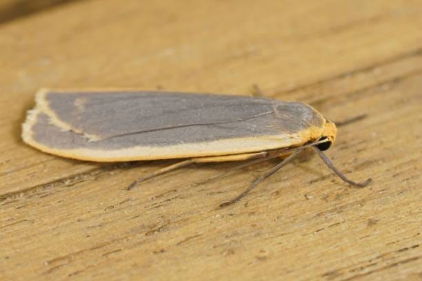 Common-Footman