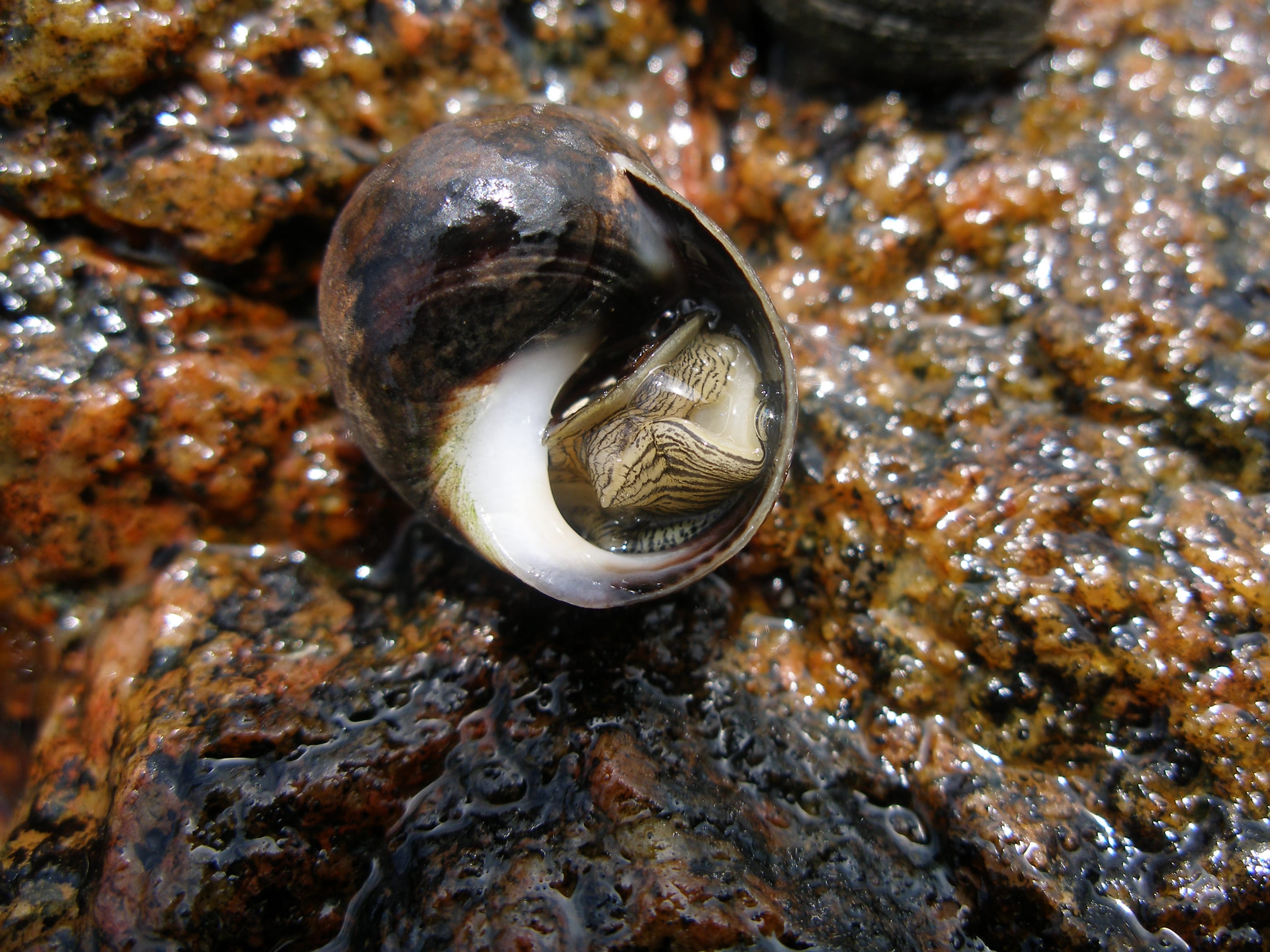 Common-Periwinkle