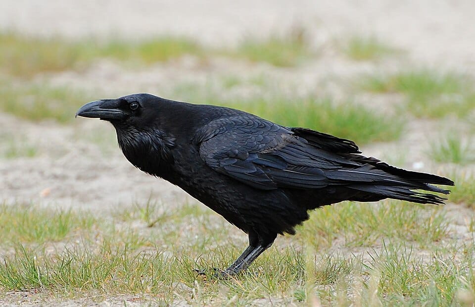 Common-Raven