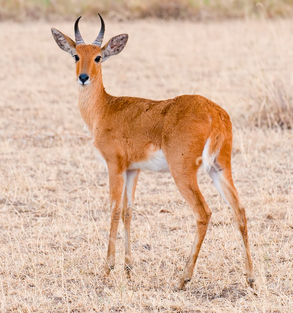 Common-Reedbuck