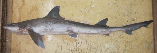 Common-Smoothhound