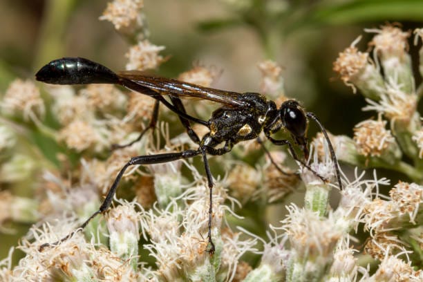 Common-Thread-Waisted-Wasp