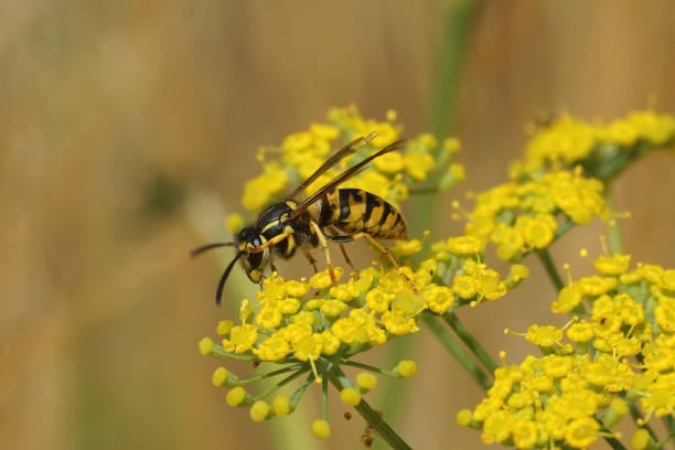 Common-Wasp