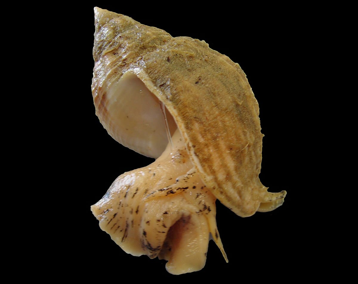 Common-Whelk