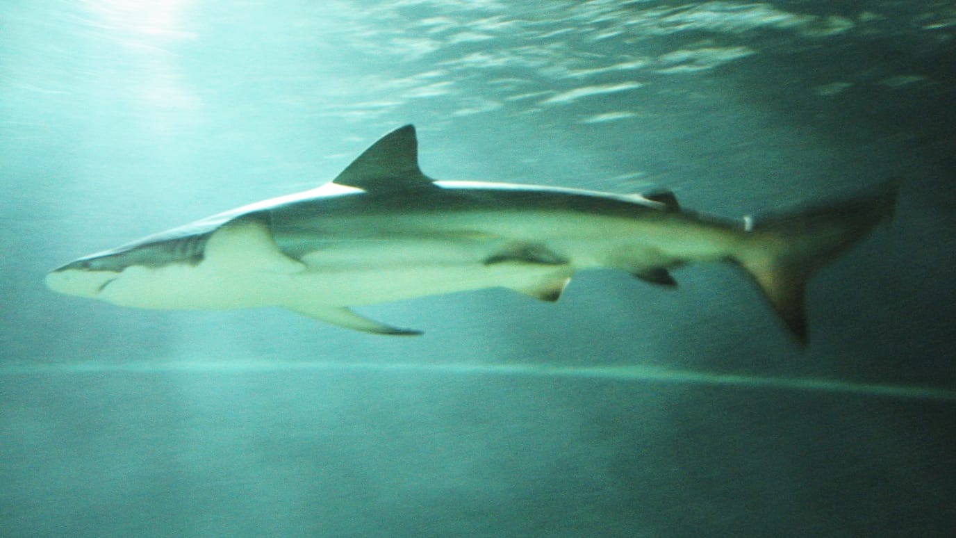 Copper-Shark