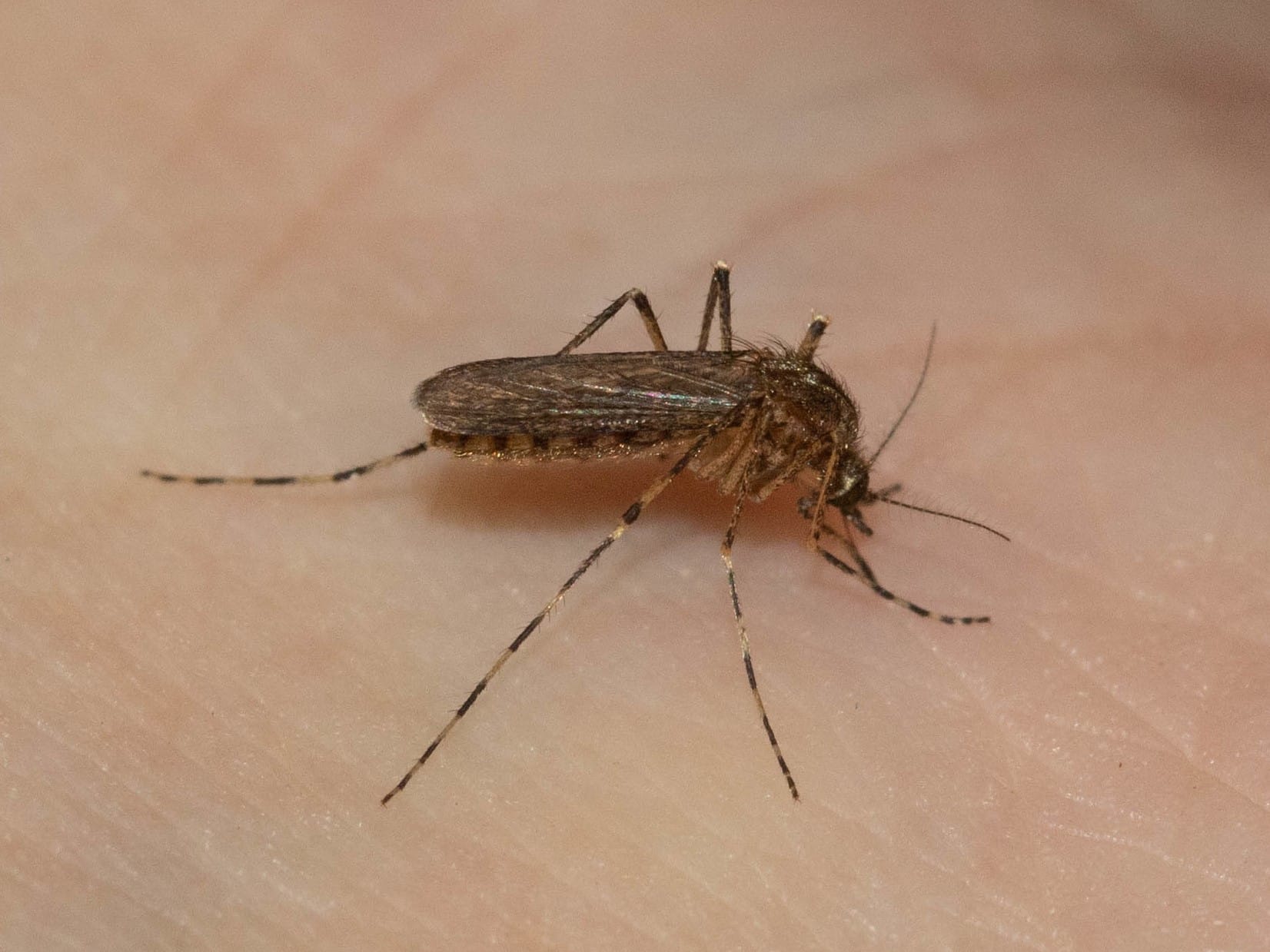 Coquillettidia-perturbans