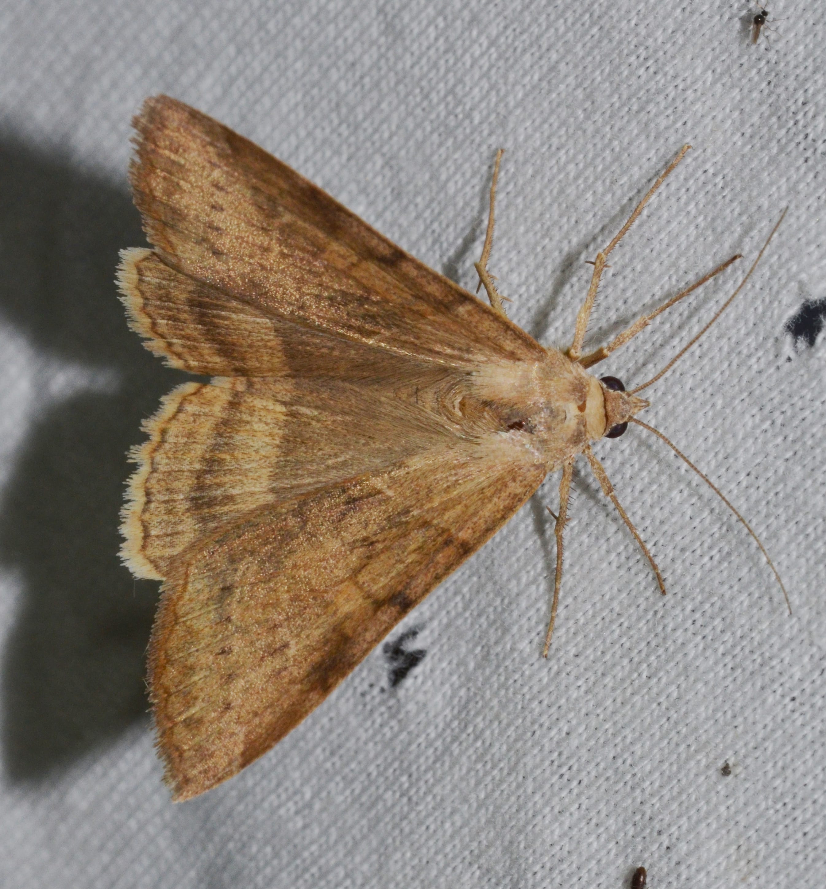 Corn-Earworm-Moth