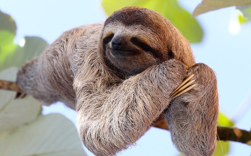 Costa-Rican-Two-Toed-Sloth