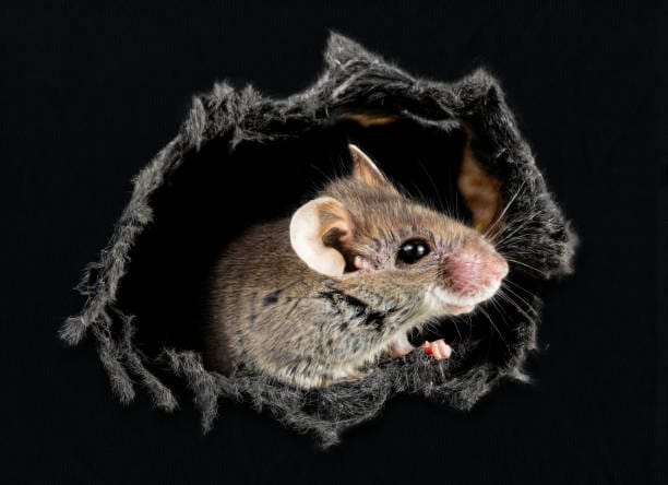 Cotton-Rat