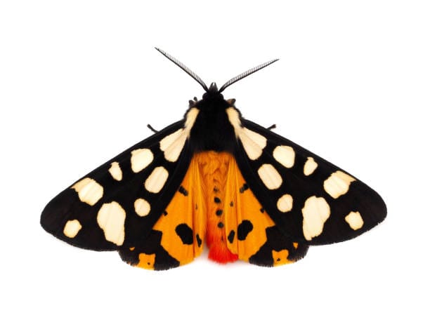Cream-spot-Tiger-Moth
