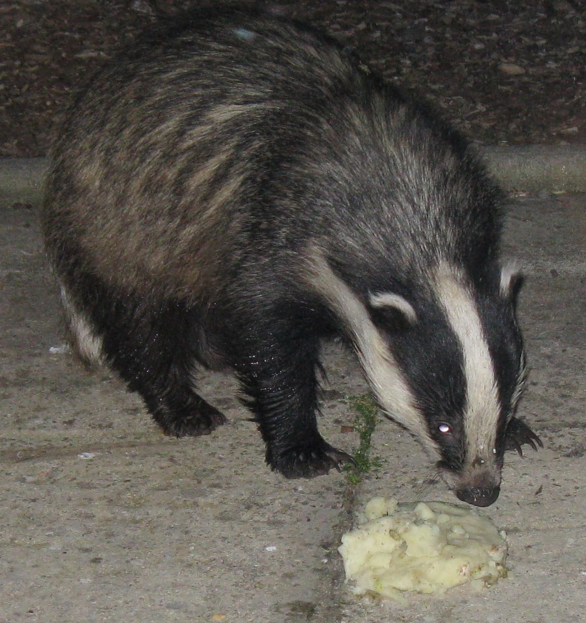 Cretan-Badger