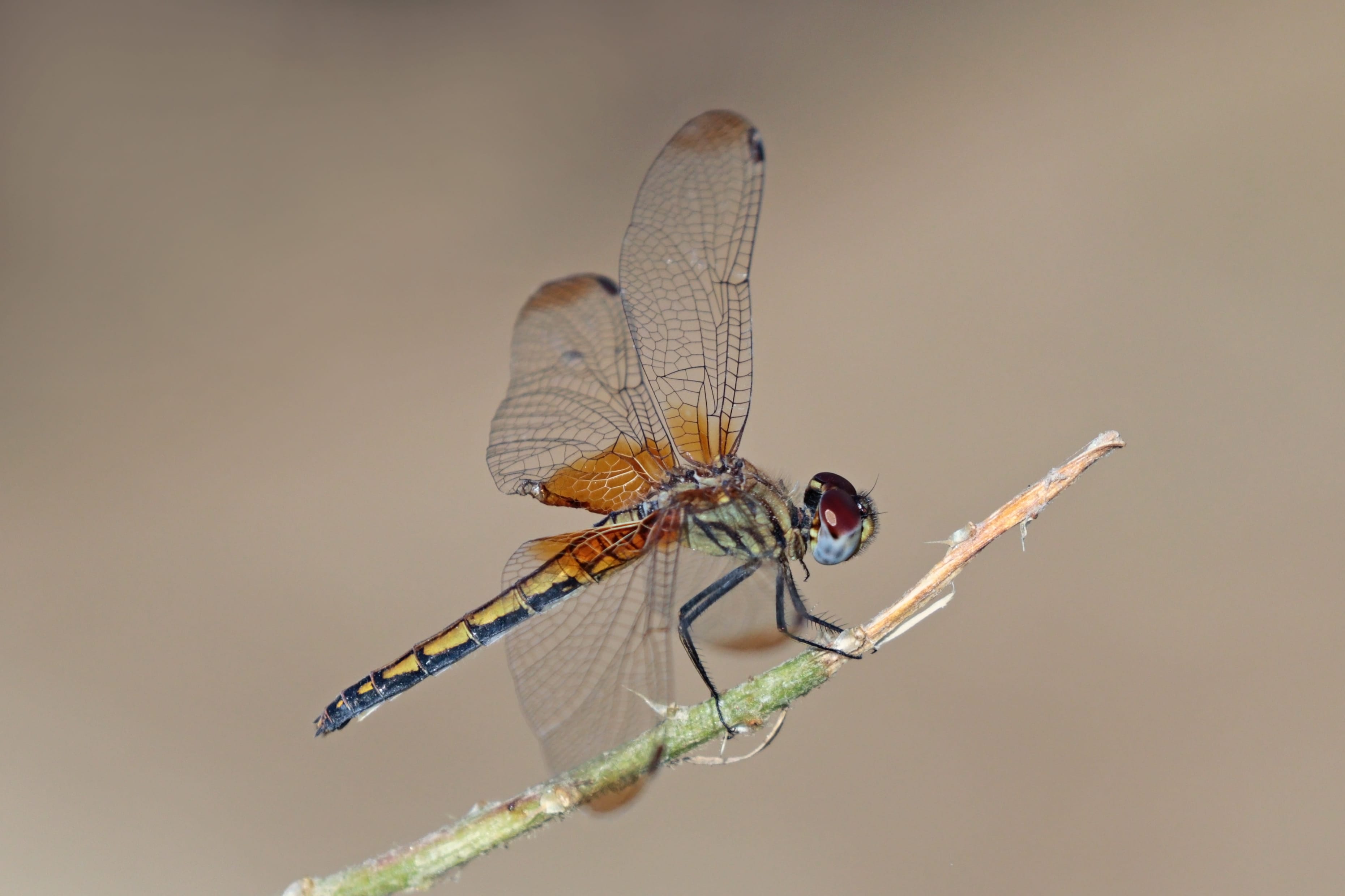 Crimson-Marsh-Glider