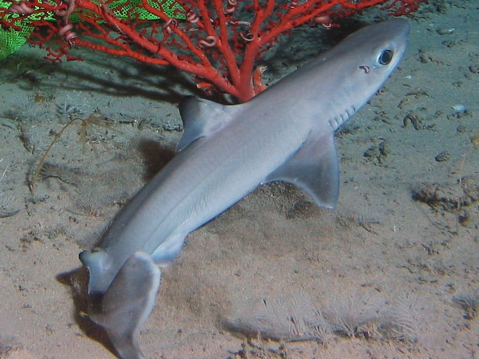 Cuban-Dogfish
