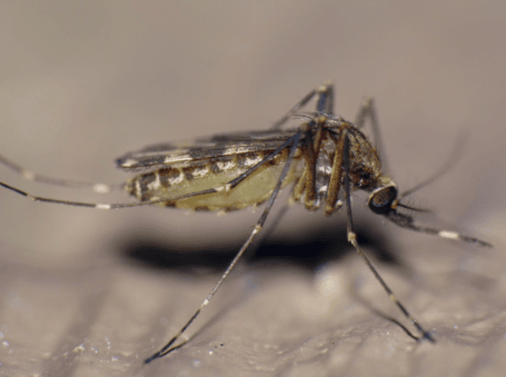 Culex-mimulus