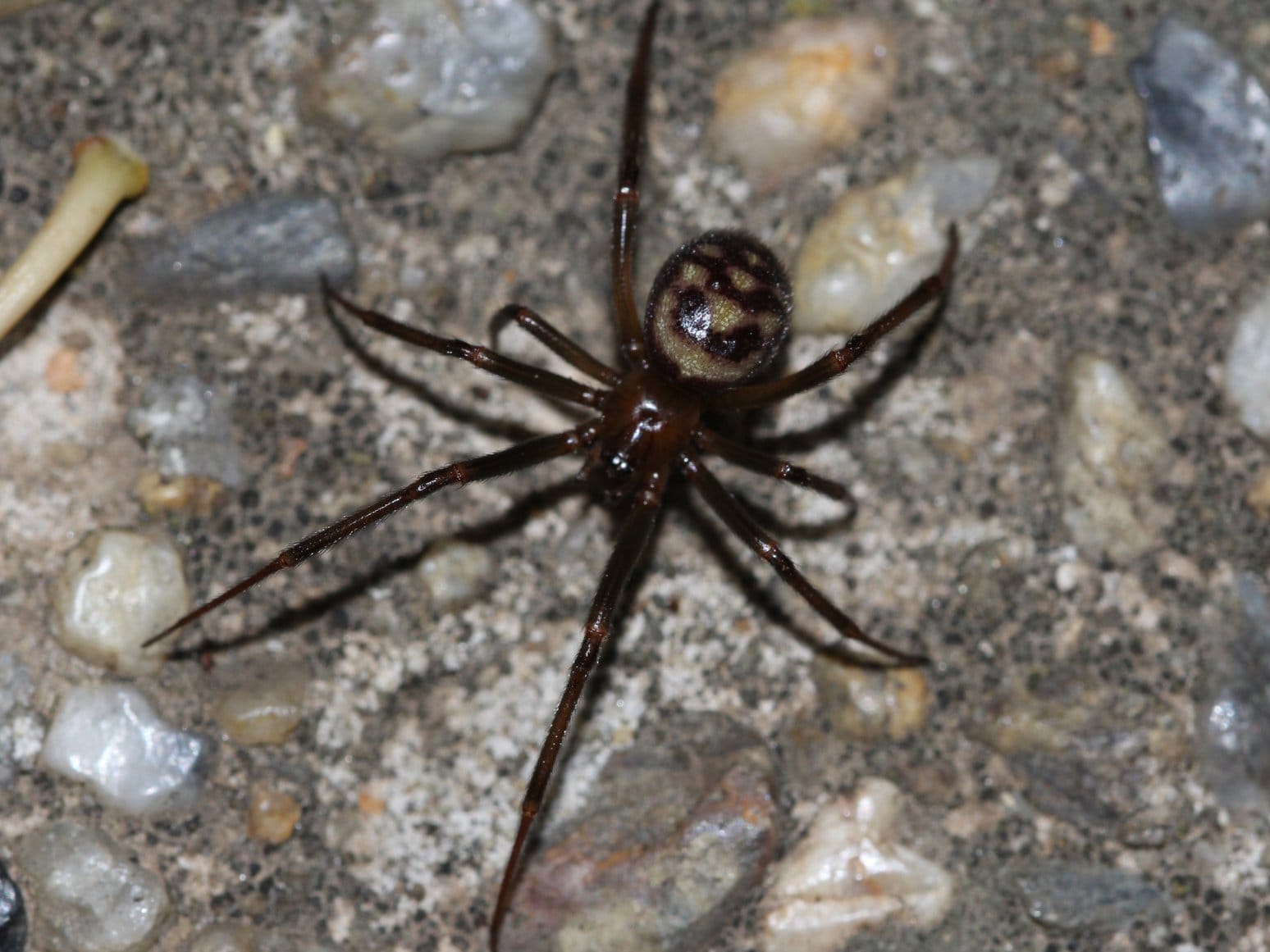 Cupboard-Spider