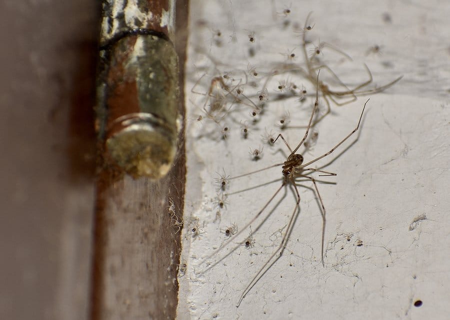 Daddy-Long-Legs-Cellar-Spider