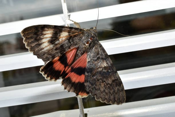 Dark-Crimson-Underwing