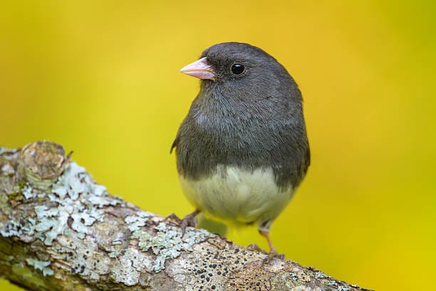 Dark-Eyed-Junco