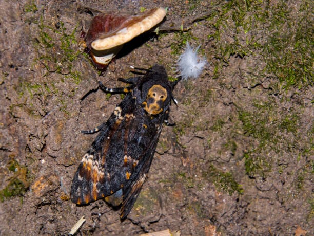 Deaths-Head-Hawkmoth