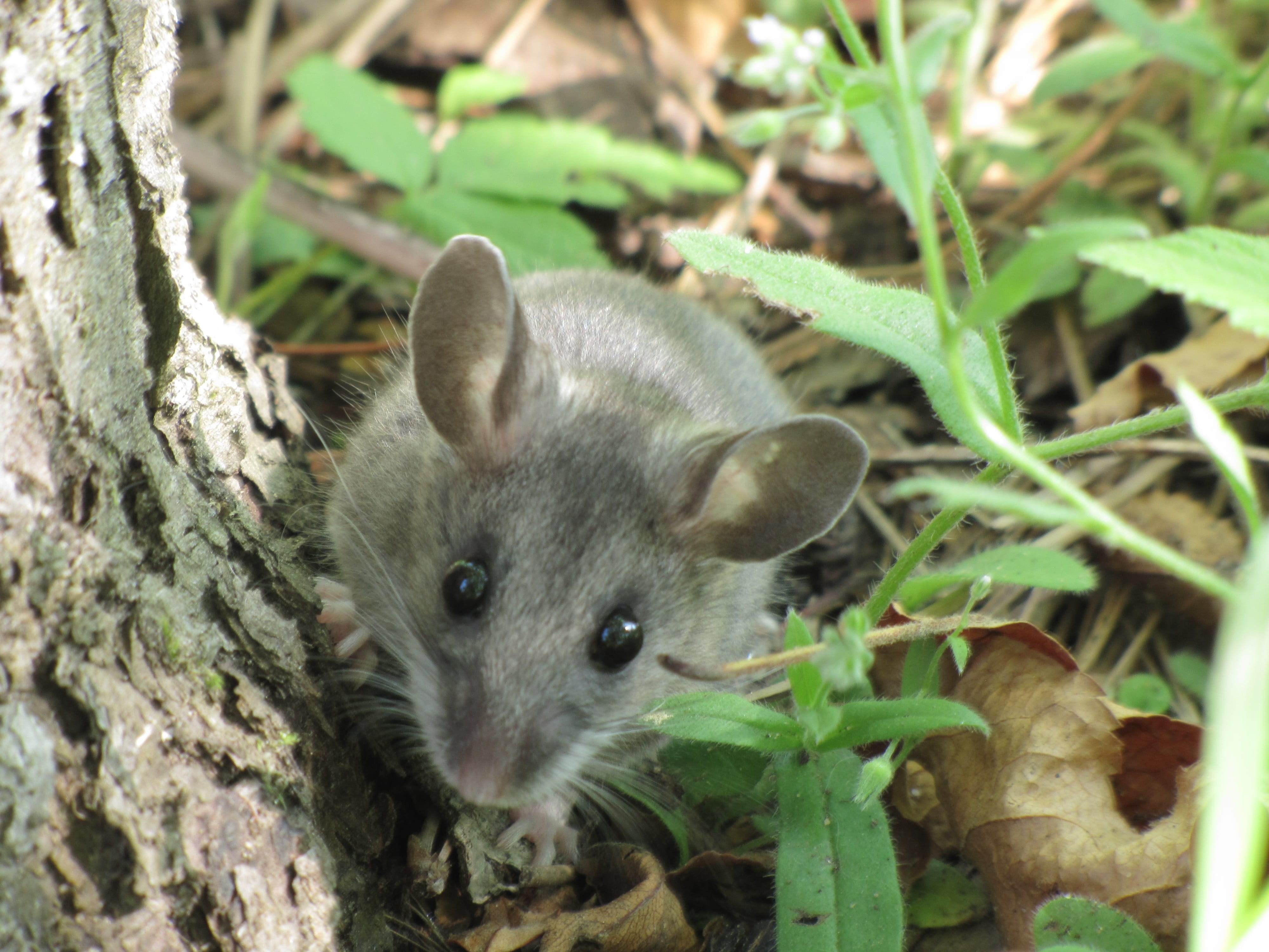 Deer-Mouse