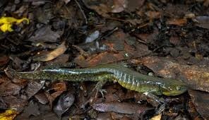 Delicate-skinned-Salamander