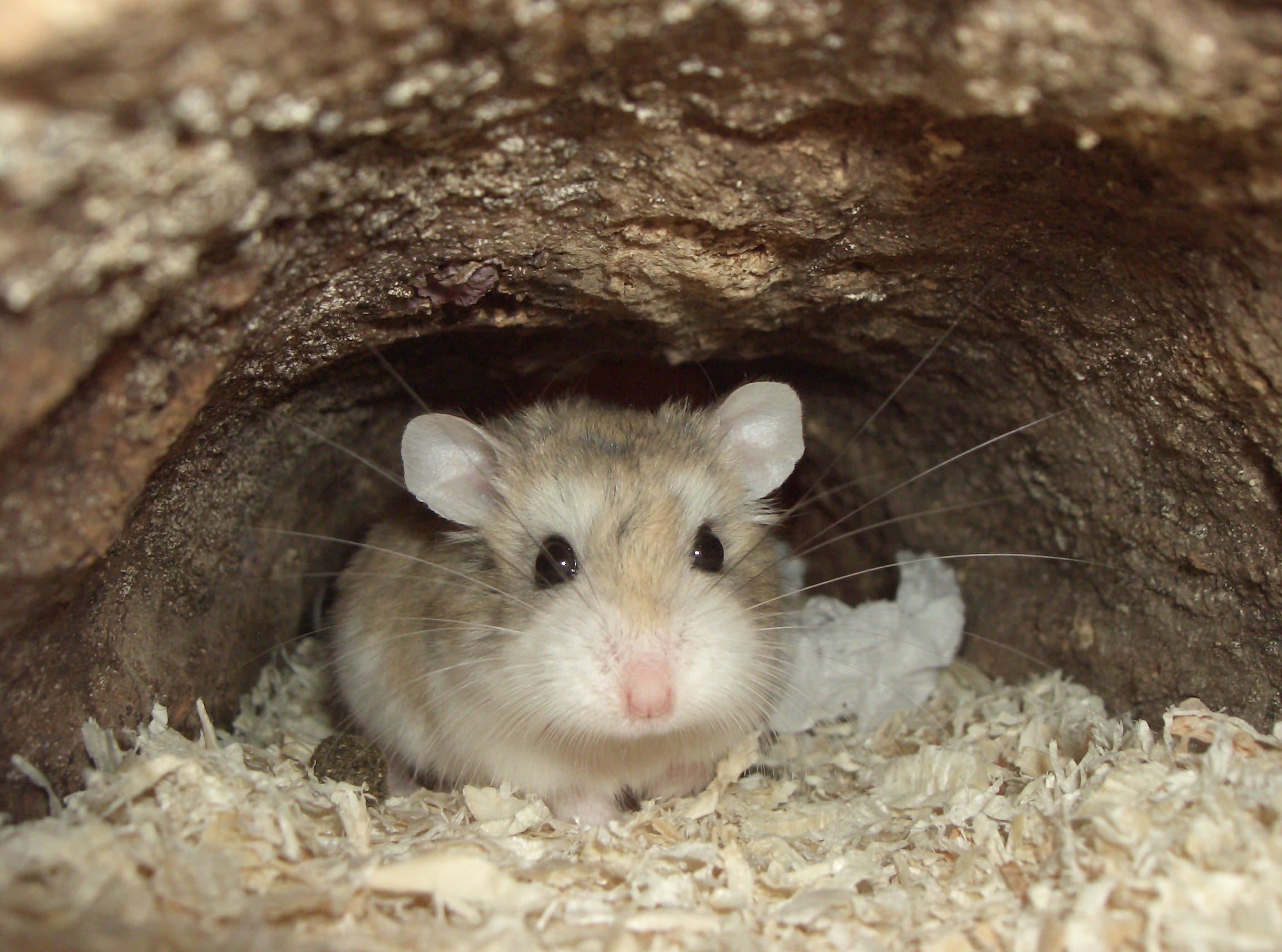 Desert-Hamster