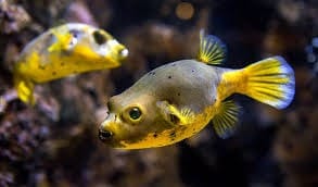 Dogface-Pufferfish