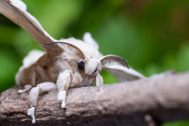 Domestic-Silk-Moth