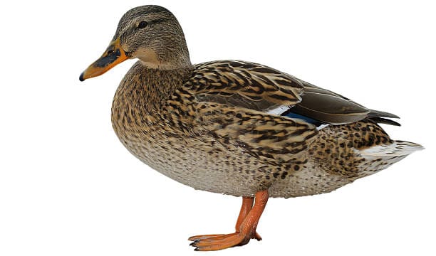 Duck