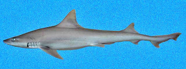 Dusky-Smoothhound
