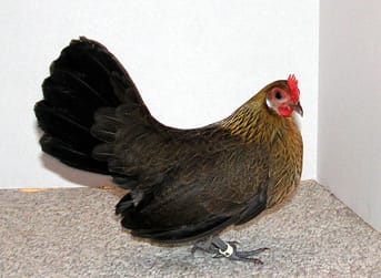 Dutch-Bantam