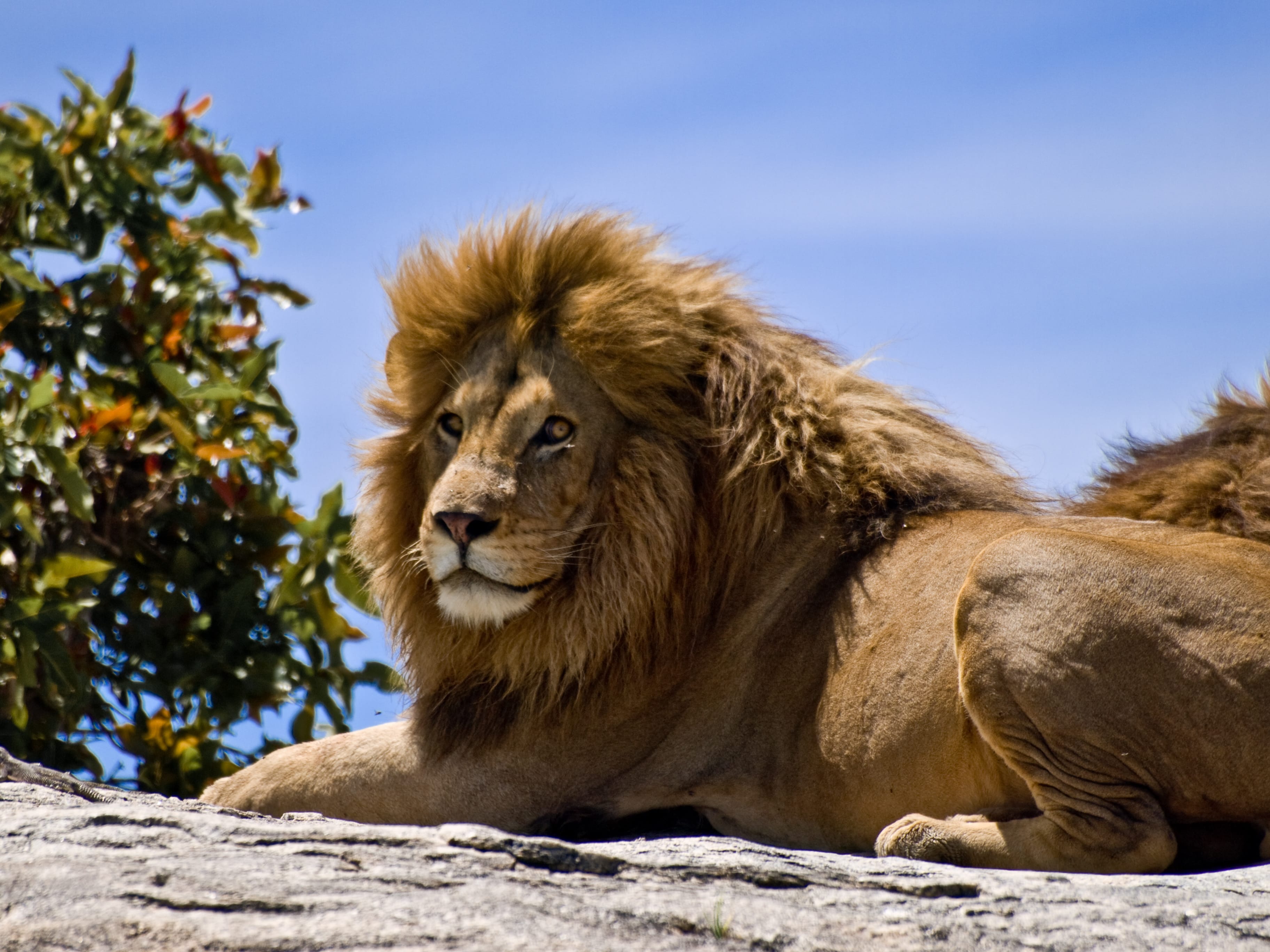 East-African-Lion