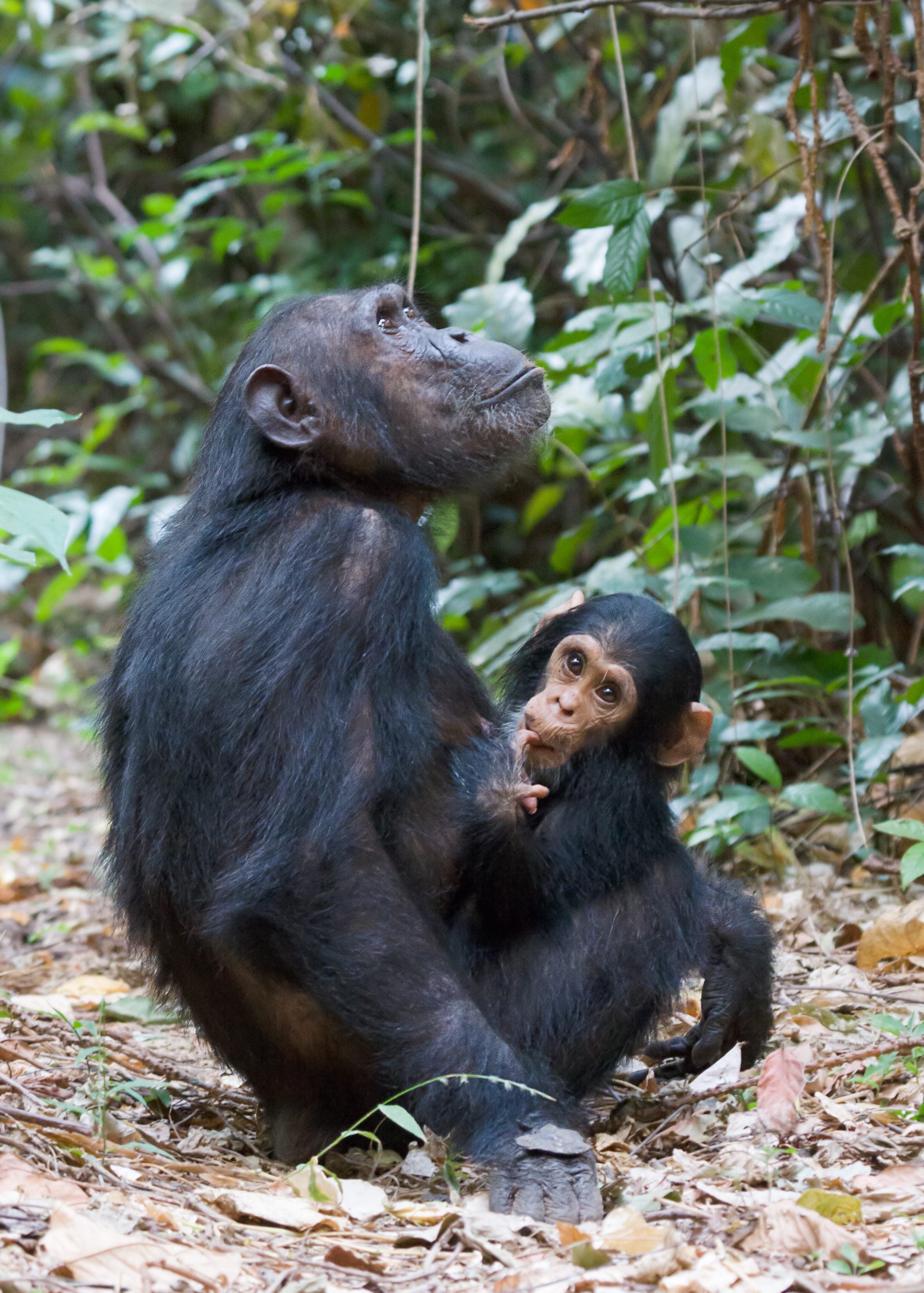 Eastern-Chimpanzee