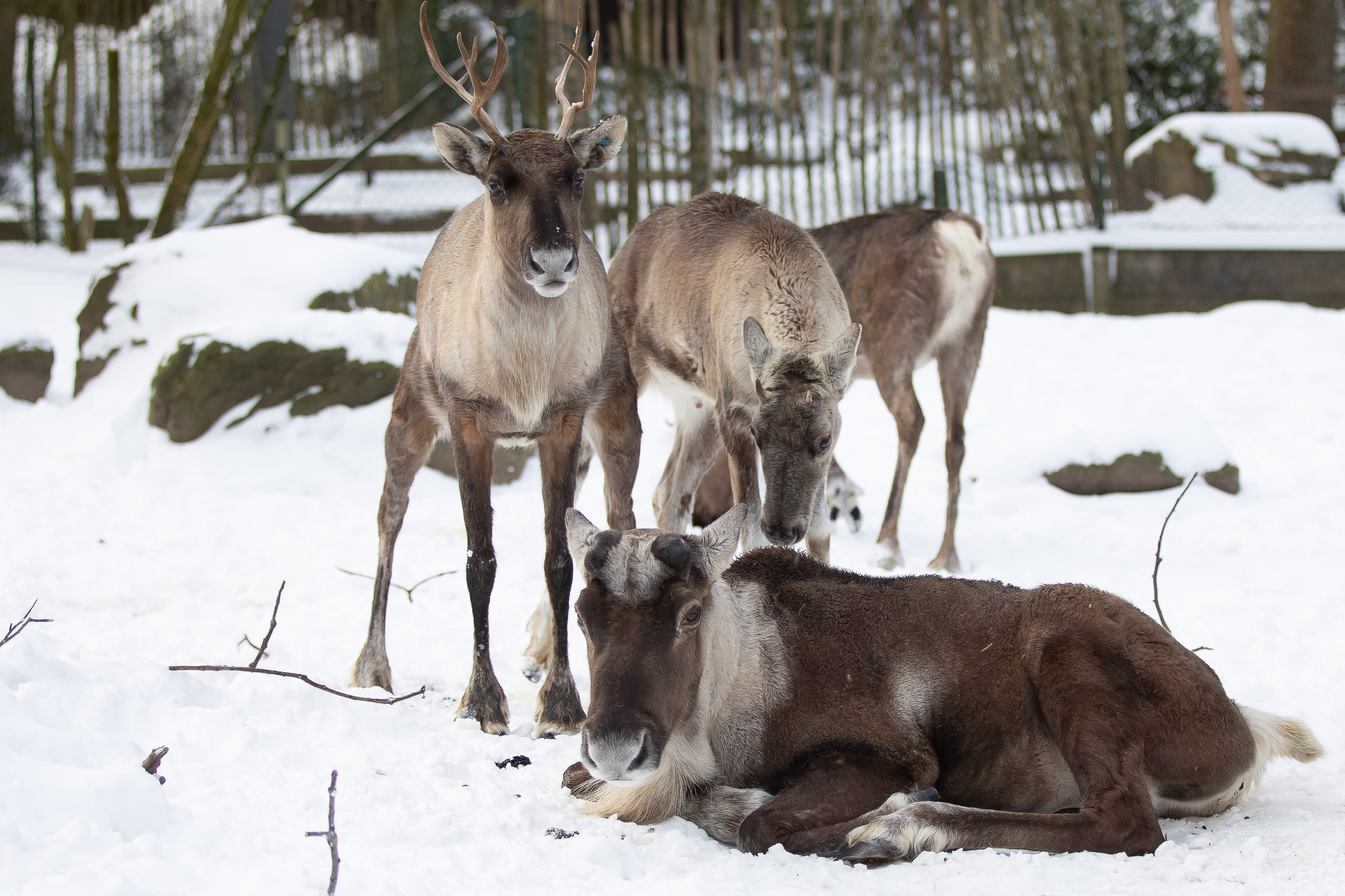 Eastern-European-Forest-Reindeer