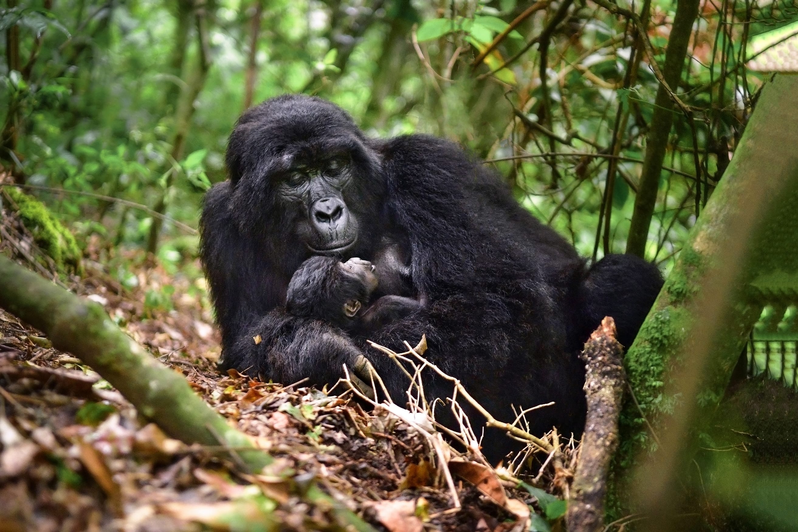 Eastern-Gorilla