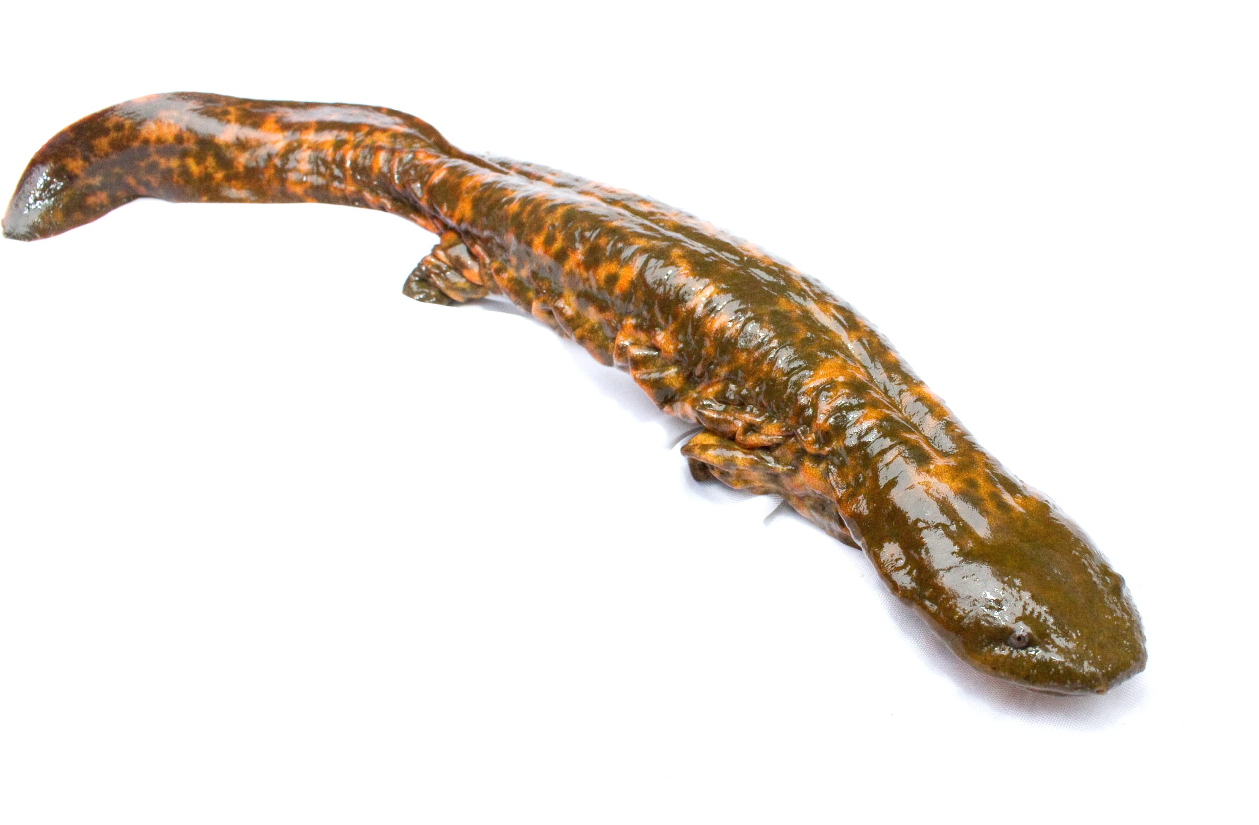 Eastern-Hellbender