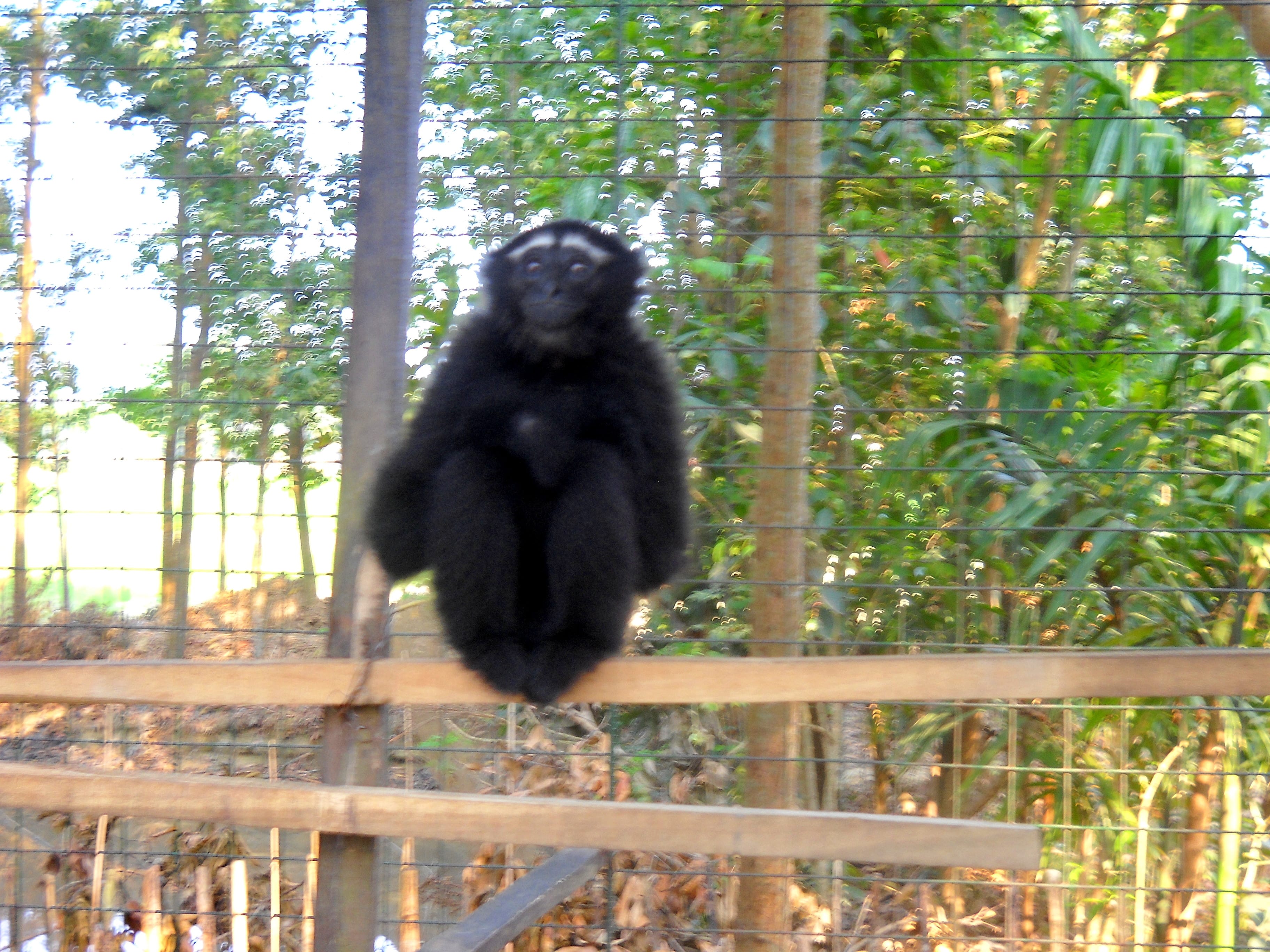 Eastern-Hoolock-Gibbon