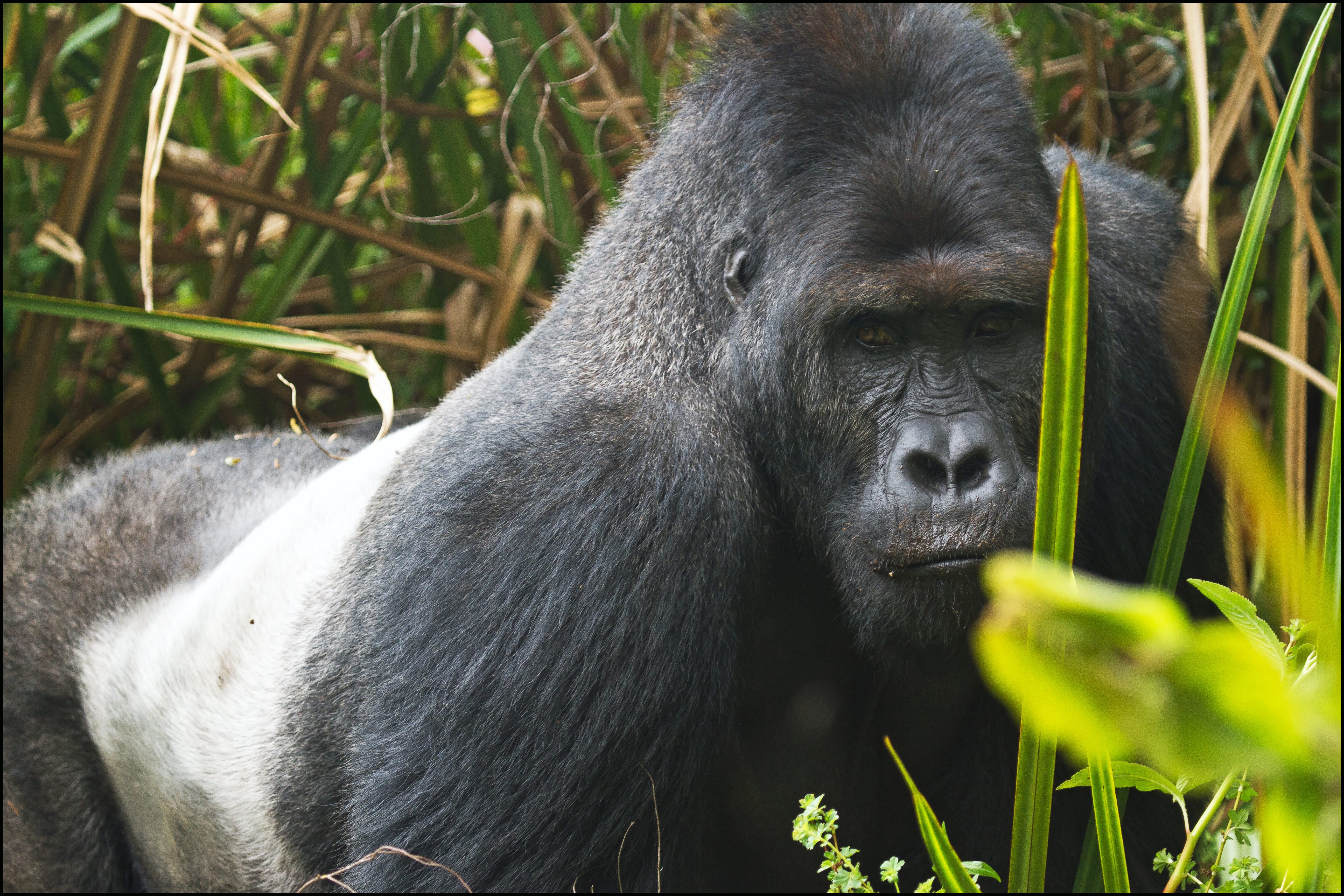 Eastern-Lowland-Gorilla
