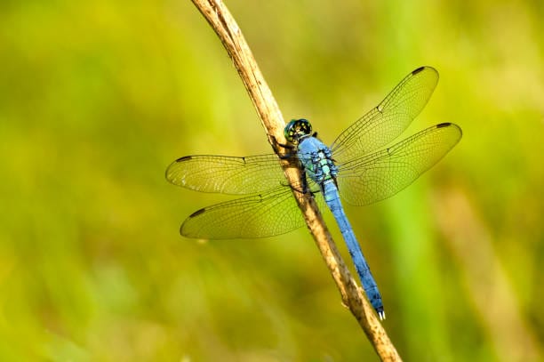 Eastern-Pondhawk