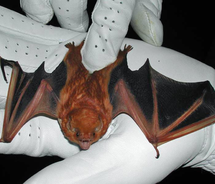 Eastern-Red-Bat
