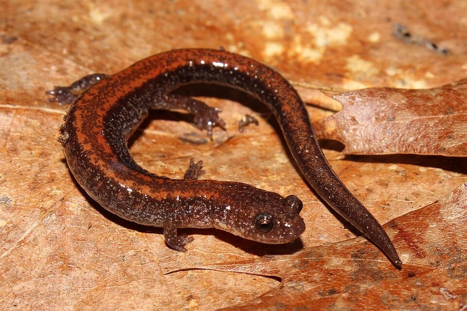 Eastern-Red-backed-Salamander